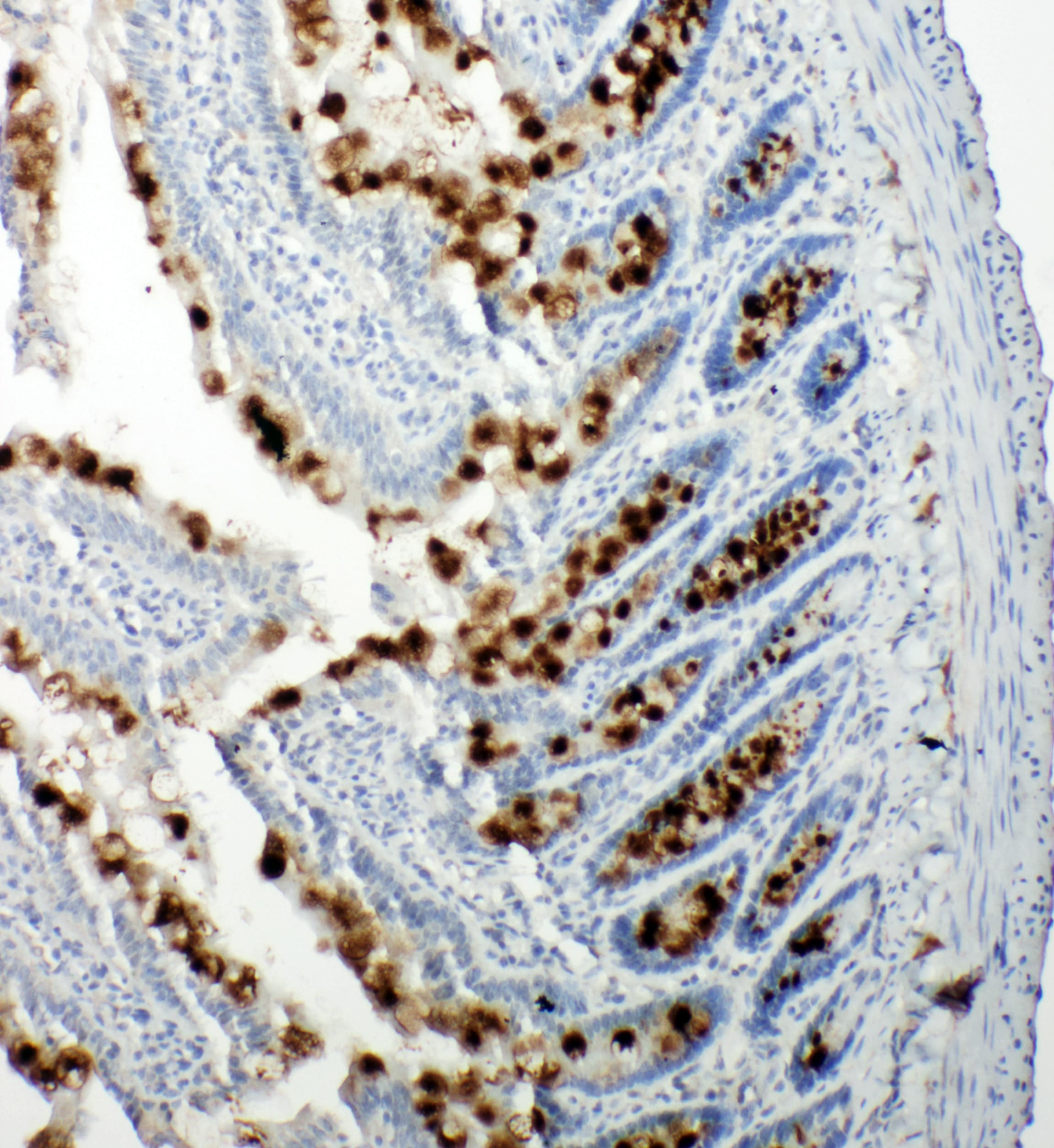 RBL1 / p107 Antibody (aa1048-1068)