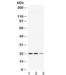 AK1 / Adenylate Kinase 1 Antibody