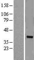 ZNF177 / PIGX Protein (Over-Expression Lysate Myc-DDK (Flag))