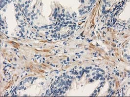 PDE2A Antibody (clone OTI1G9, Carrier-free)