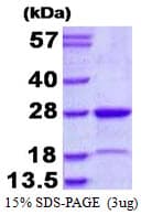 Human MUTED Protein (Recombinant His)