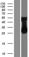 TMEM221 Protein (Over-Expression Lysate Myc-DDK (Flag))