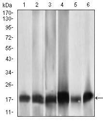 MRPL42 / MRPS32 Antibody (Amino Acid: 142-203, clone 3H6G11)