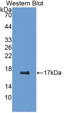 EGF Antibody (aa609-751)