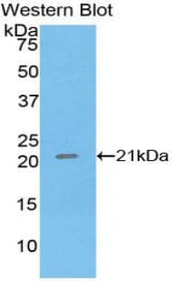 TNF Alpha Antibody (aa77-233)