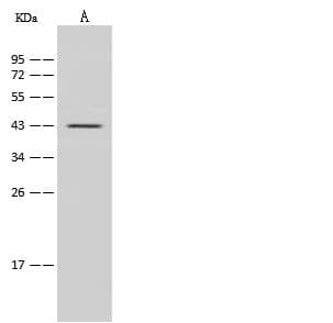 IL2RG / CD132 Antibody (Preservative Free)