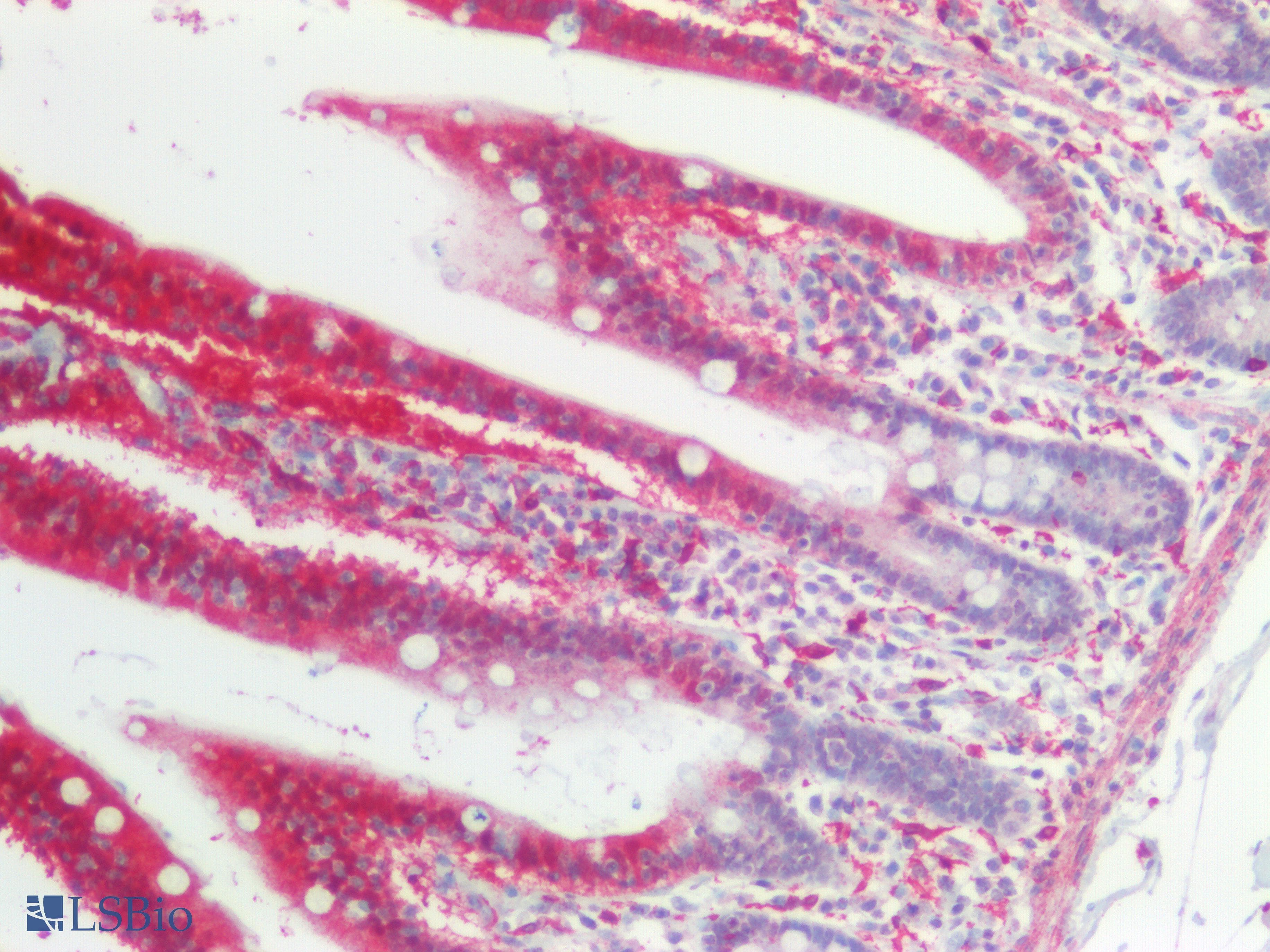 PathPlus™ GAS6 Antibody (aa483-646)