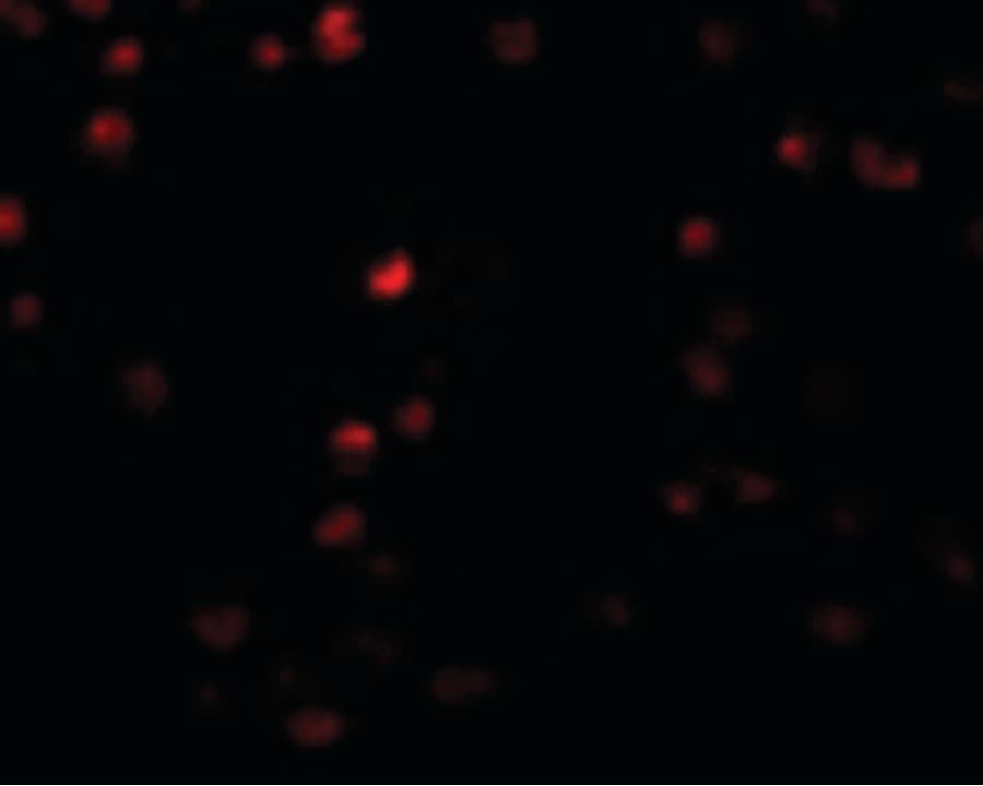 IHC-plus™ OCIAD2 Antibody