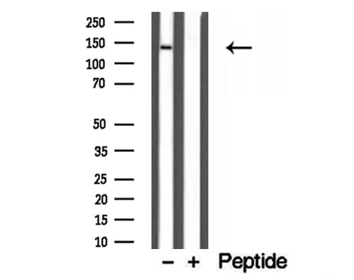 COL6A1 / Collagen VI Alpha 1 Antibody