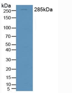 SPTAN1 / Alpha Fodrin Antibody (aa289-408)