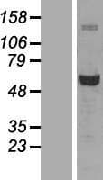 G6PD Protein (Over-Expression Lysate Myc-DDK (Flag))