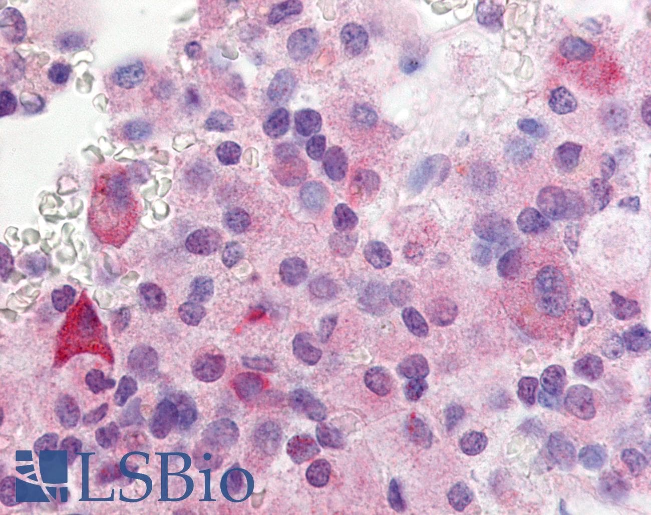 IHC-plus™ Polyclonal Rabbit anti-Human GPR37L1 Antibody (N-Terminus, IHC)