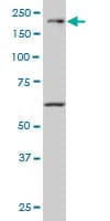MAP3K4 / MEKK4 Antibody (clone 6C6)