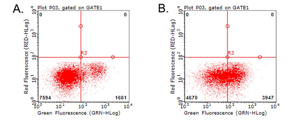 HAVCR2 / TIM-3 Antibody (clone OTI12C5)