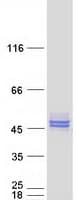Human NUDT9 Protein (Recombinant Myc-DDK (Flag))