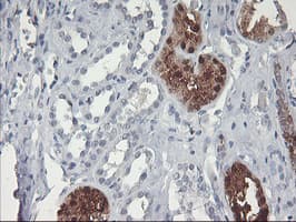 GBA3 / CBG Antibody (aa1-150, clone OTI5G5, Carrier-free)