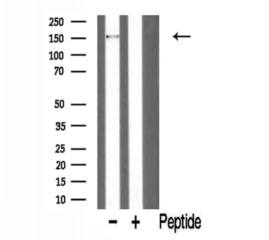 PARD3 Antibody