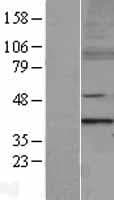 MTERF1 Protein (Over-Expression Lysate Myc-DDK (Flag))