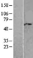 AAAS / Adracalin Protein (Over-Expression Lysate Myc-DDK (Flag))