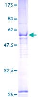 Human C2orf47 Protein (Recombinant GST)