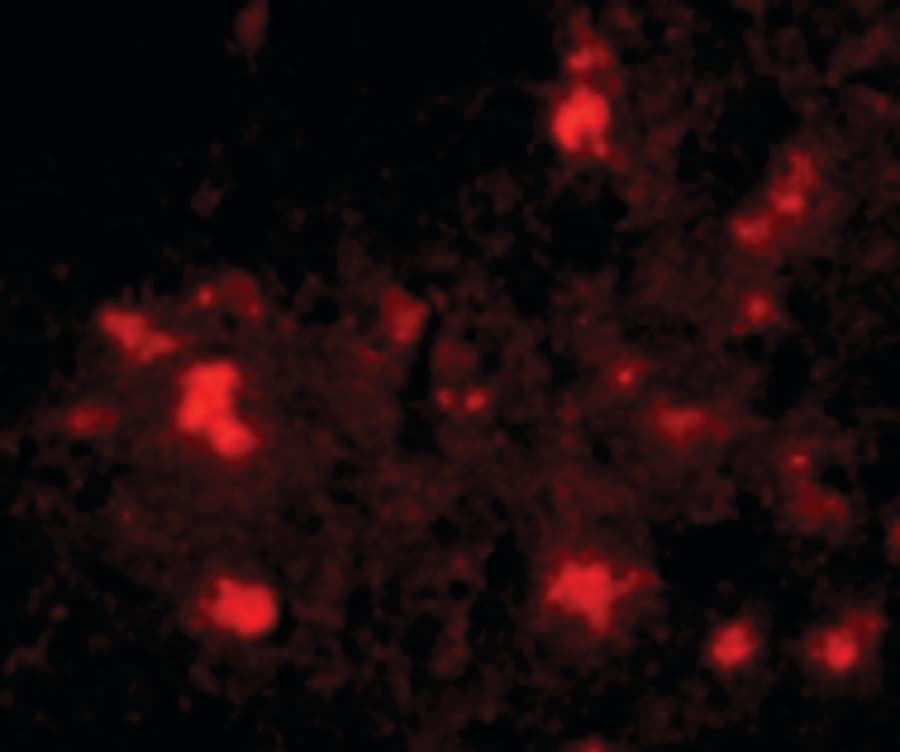 IHC-plus™ DPR2 / DACT2 Antibody