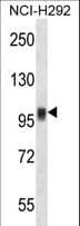 NFATC1 / NFAT2 Antibody (aa898-927)