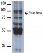 SCNN1A / ENaC Alpha Antibody (clone 7B8)