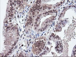 PARVA Antibody (clone OTI1C11)