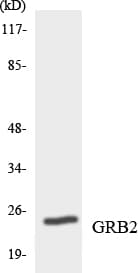 GRB2 Antibody (aa129-178)