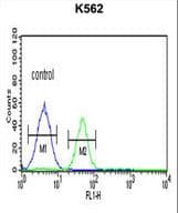 FOLH1B Antibody (aa155-183)