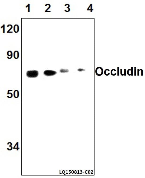 OCLN / Occludin Antibody (Ala23)