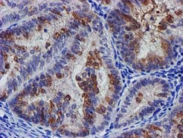 SLFNL1 Antibody (clone OTI1G2, Carrier-free)