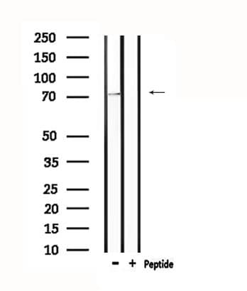 PRKCG / PKC-Gamma Antibody