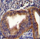 Polyclonal Rabbit anti-Human CCNB1 / Cyclin B1 Antibody (aa241-268, IHC, WB)