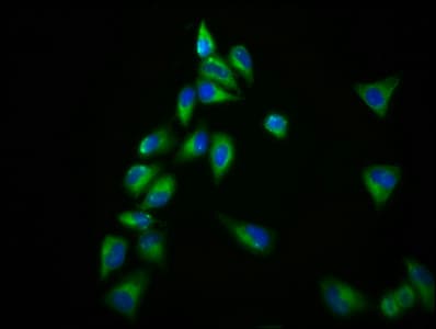 ADGRV1 / GPR98 Antibody