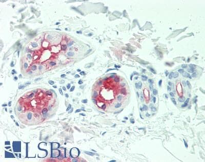 IHC-plus™ DCD / Dermcidin Antibody (clone GF1)