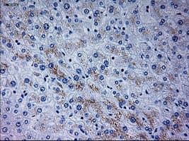 NEUROG3 / NGN3 / Neurogenin 3 Antibody (clone OTI3B5)