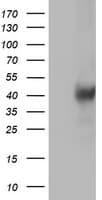 Monoclonal Mouse anti-Human LCMT1 Antibody (clone OTI2C9, IHC, WB)