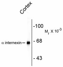INA / Alpha Internexin Antibody (C-Terminus)