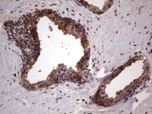 SNX12 Antibody (clone OTI7B3)