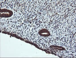 DNM1L / DRP1 Antibody (clone OTI1C1, Carrier-free)