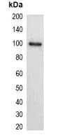 His Tag Antibody (HRP)