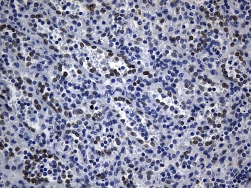 TLE1 / TLE 1 Antibody (aa180-460, clone UMAB253, Carrier-free)