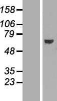 ABCE1 Protein (Over-Expression Lysate Myc-DDK (Flag))