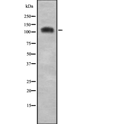 CEBPZ / CBF Antibody