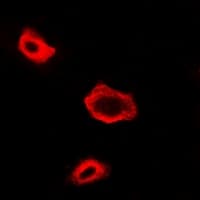 NAA50 / NAT13 / SAN Antibody