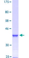Human FOXF2 Protein (Recombinant GST, N-terminus)