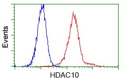 HDAC10 Antibody (clone OTI2H6)