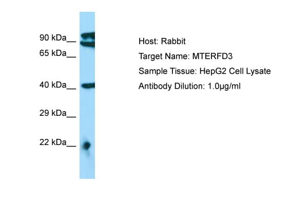 Polyclonal Rabbit anti-Human MTERF2 / MTERFD3 Antibody (aa110-159, WB)