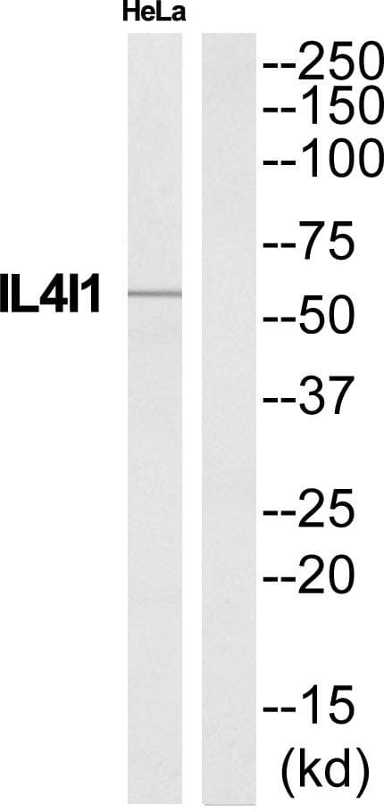 FIG1 / IL4I1 Antibody